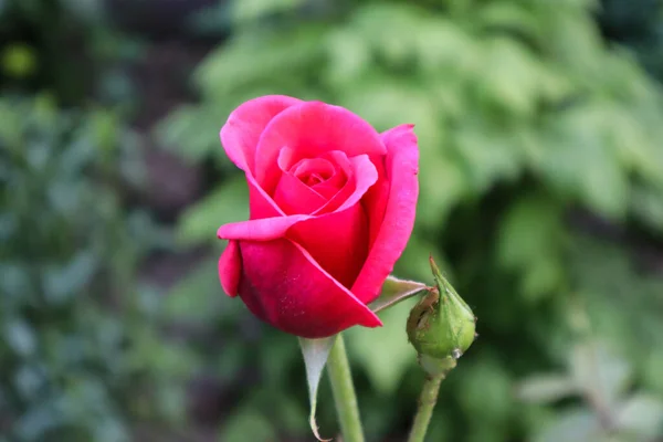 Şaşırtıcı güller bizi güzellikleriyle memnun eder.