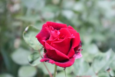 Kırmızı gül eşsizdir.