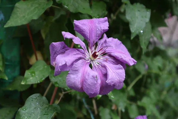 Fioletowy Kolor Tego Kwiatu Jest Bardzo Piękny — Zdjęcie stockowe