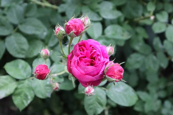 Doymuş pembe gül muhteşemdir.