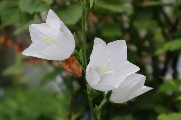 Flores Brancas Muito Adoráveis — Fotografia de Stock