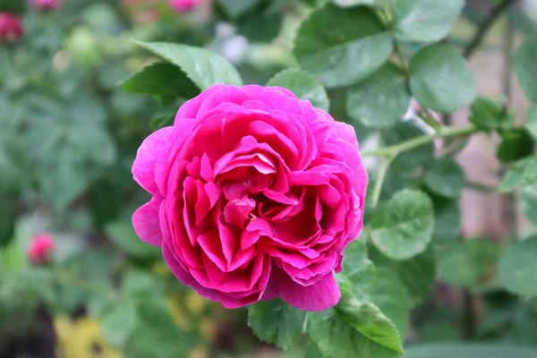 Doymuş pembe gül muhteşemdir.