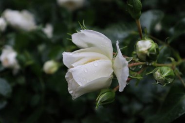 Yağmurdan sonra zarif beyaz gül