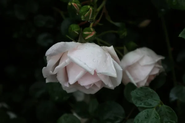 Cette Rose Est Très Rafraîchissante — Photo