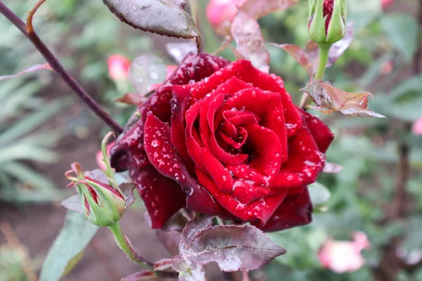 Kırmızı bir gül üzerinde yağmur damlaları