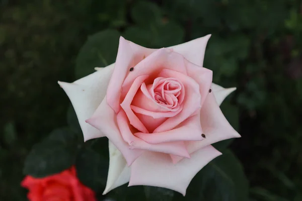 Delicato Colore Rosa Questa Rosa Molto Romantico — Foto Stock