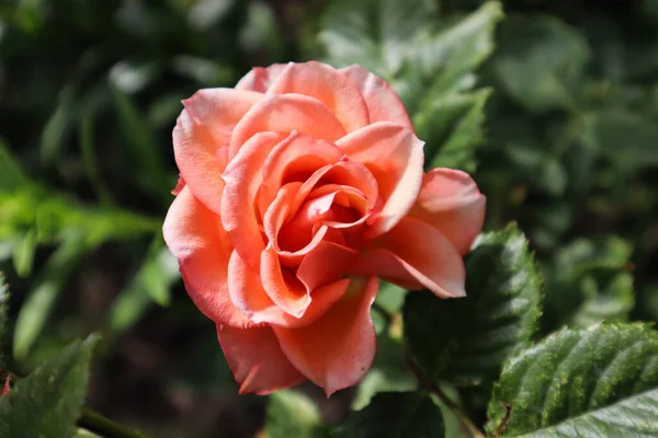 Muhteşem gül bizi güzelliğiyle memnun eder.