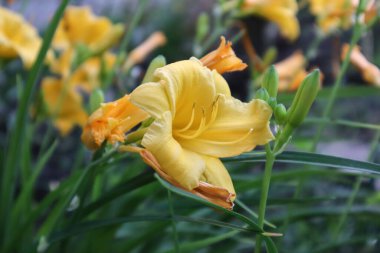 Bu çiçek çok parlak ve güneşli.