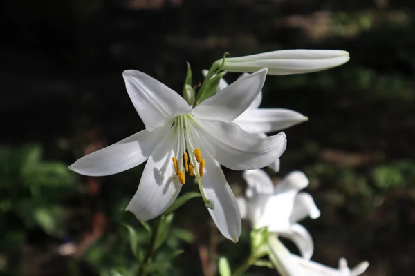 Bu beyaz çiçekler çok zarif..