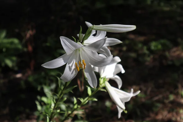 Bu beyaz çiçekler çok zarif..