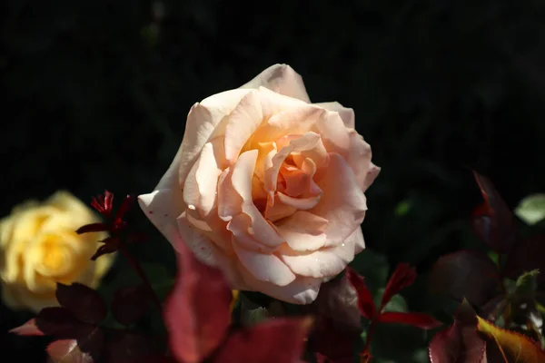 Sehr Schöne Blätter Dieser Rose — Stockfoto