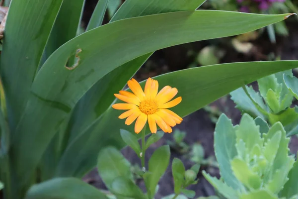 Parlak sarı çiçek bu yaz eşsizdir.