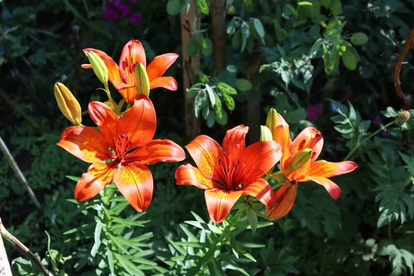 Güzel yaz çiçeği bizi memnun eder.