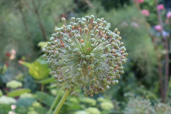 Küre şeklinde çok ilginç şekilli bir çiçek.