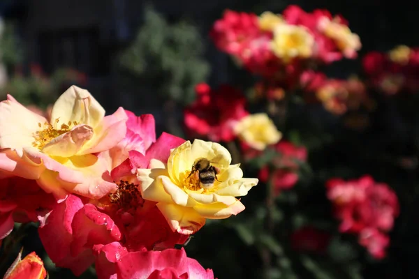 早朝の花の上の蜂 — ストック写真