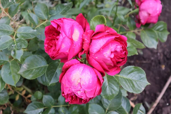 Rosa Brilhante Aumentou — Fotografia de Stock