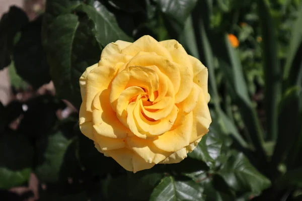 Bu gülün rengi çok sıradışı ve parlak.