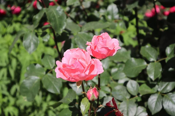 Bu gülün narin pembe rengi çok romantik.