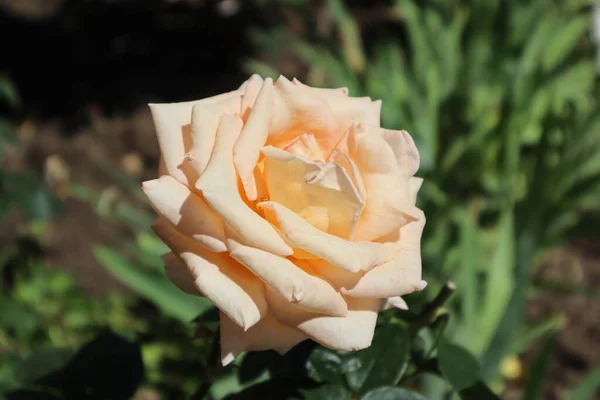 Bu gülün çok narin rengi inanılmaz.