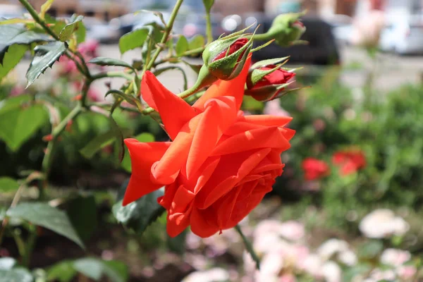 Bu gülün çok güzel yaprakları