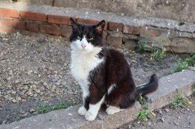 Bu kedinin çok karizmatik bir görünüşü var.