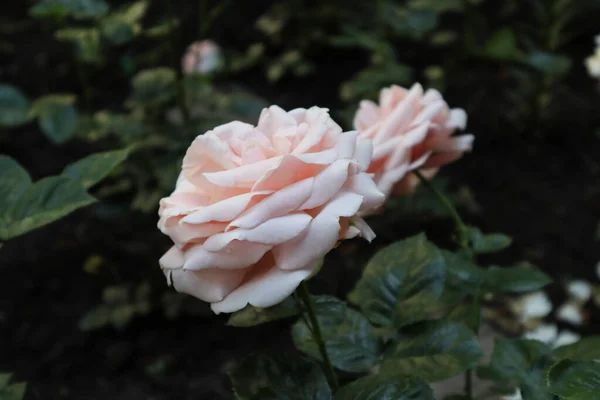 繊細なピンクのバラの花びらはとても美しいです — ストック写真
