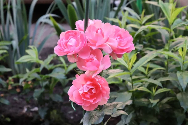 Rozkoszna Róża Zadowala Nas Pięknem — Zdjęcie stockowe