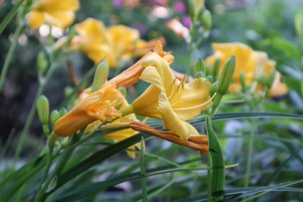 今夏的早晨 艳丽的黄花无与伦比 — 图库照片