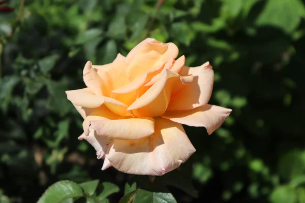 Bu gülün yapraklarının rengi çok hassastır.