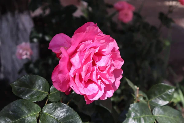 En sevilen çiçeklerden biri güldür.