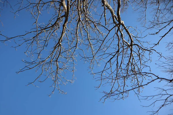 Mavi gökyüzüne karşı ağaç dalları