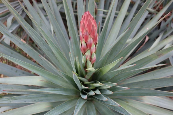 Küçük bir palmiye ağacının sıra dışı yaprakları