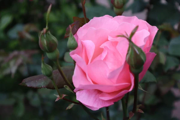 ピンクのバラは今年の春を喜ばせる — ストック写真