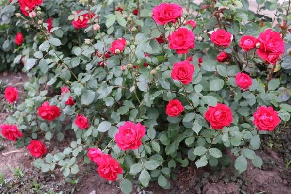 Hermoso Rosal Floreció Este Verano — Foto de Stock