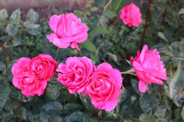 Çok güzel güller koyu pembe 