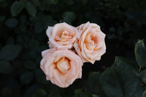 Narin pembe gül yaprakları çok güzeldir.