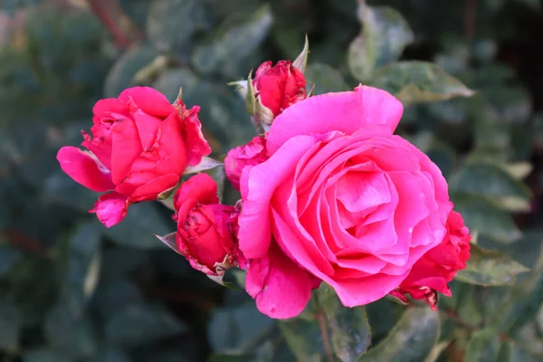 Doymuş pembe gül muhteşemdir.