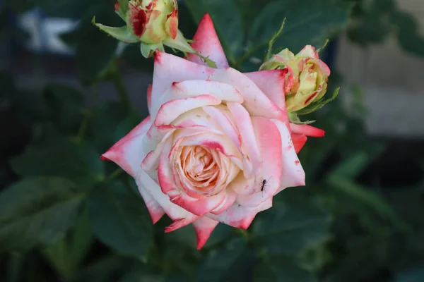 Bela Combinação Cores Desta Rosa — Fotografia de Stock