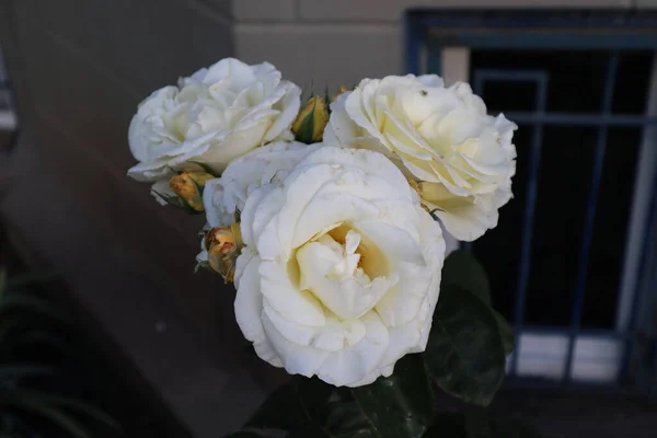 白いバラはとても優美です — ストック写真