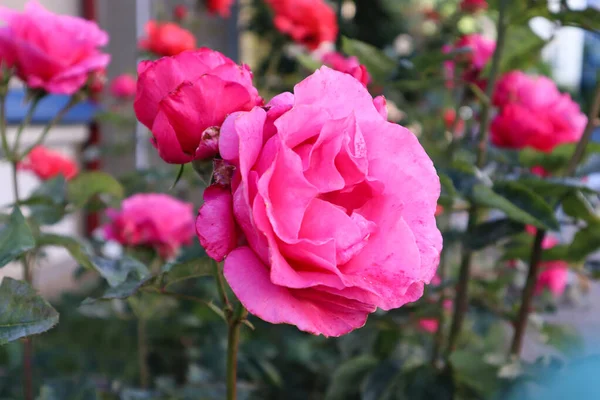 Çok güzel güller koyu pembe 