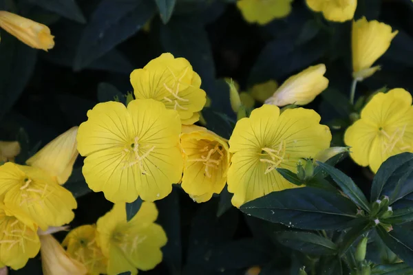 Маленькие Желтые Цветы Делают Нас Счастливыми Этим Летом — стоковое фото