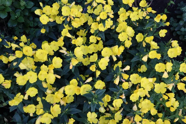 Leuchtend Gelbe Blüten Sind Diesem Sommermorgen Unvergleichlich — Stockfoto