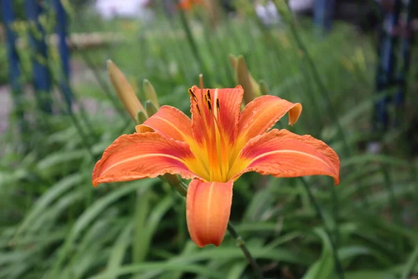 Açık sarı tllily bu yaz çiçek açtı.