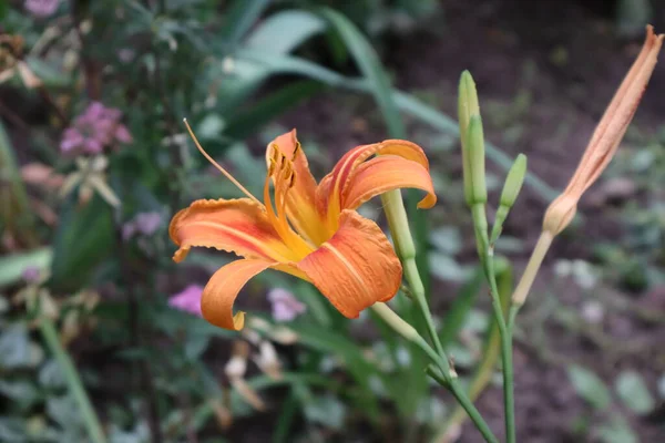 Lys Tigre Jaune Brillant Fleuri Cet Été — Photo