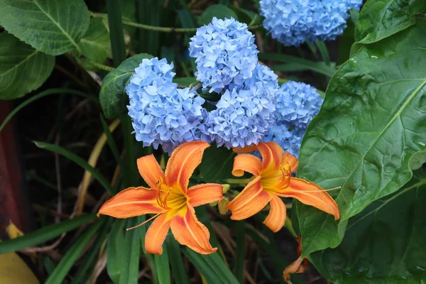 オレンジ色のユリと青いアジサイの美しい組み合わせ — ストック写真
