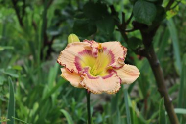 Çok sıra dışı ve güzel bir zambak rengi.