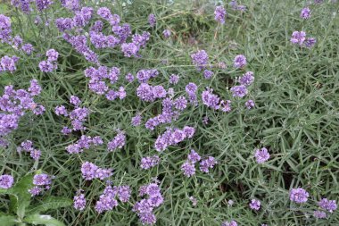 Küçük mor çiçekler çok tatlı.