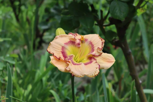 Çok sıra dışı ve güzel bir zambak rengi.