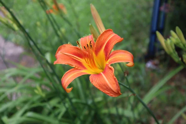 Zambak yaprakları çok nadir ve güzeldir.
