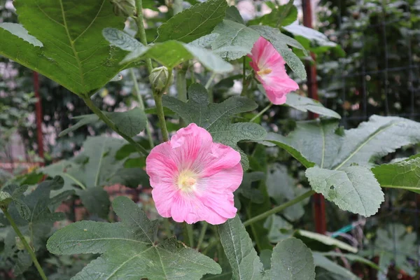 ピンク ホリホックがこの夏に開花した — ストック写真